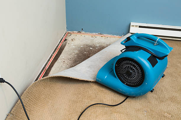 Best Flooded house restoration  in Niwot, CO